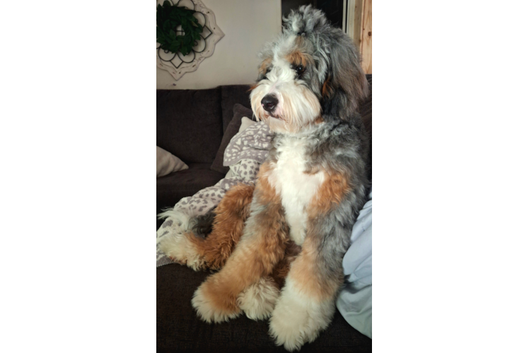 Mini Bernedoodle Puppy for Adoption