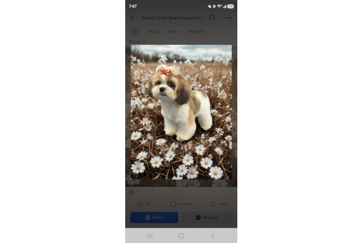 Shorkie Puppy for Adoption