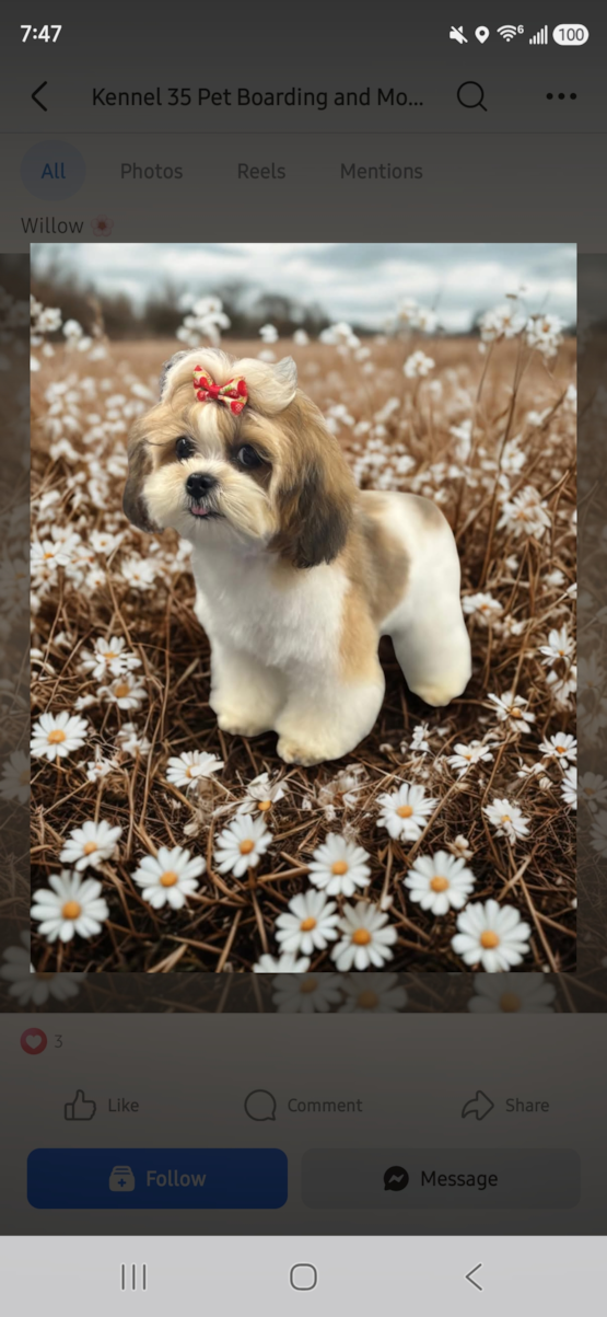 Willow