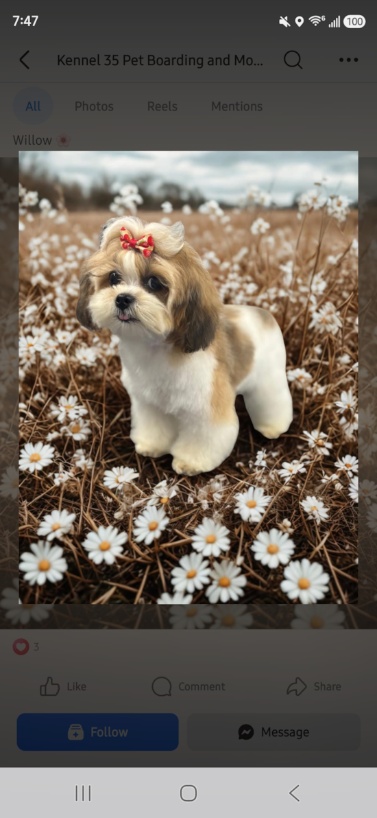 Willow