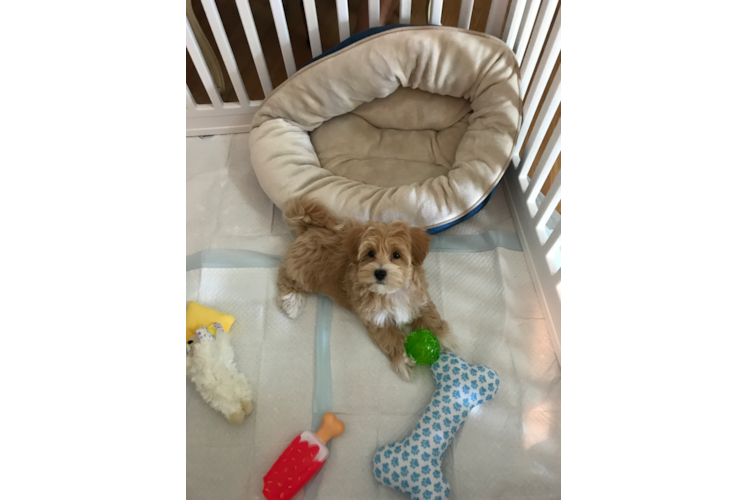 Maltipoo Puppy for Adoption