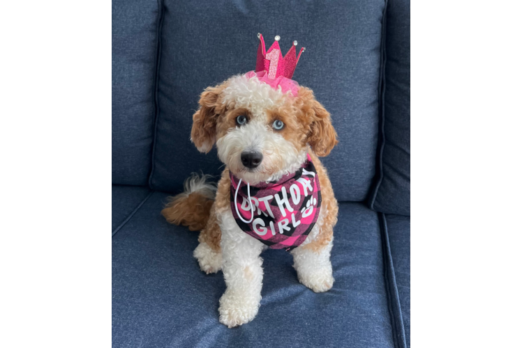 Friendly Mini Bernedoodle Baby