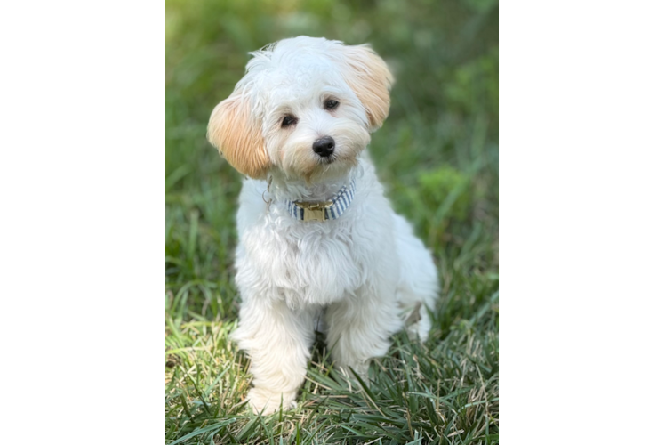 Popular Maltipoo Poodle Mix Pup