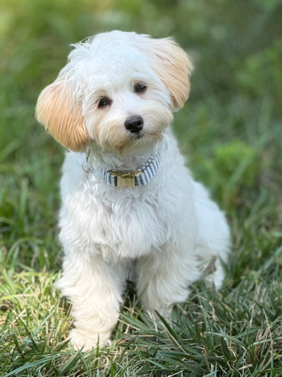 Maltipoo