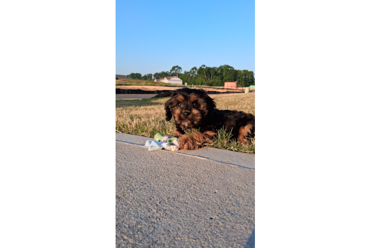 Smart Cavapoo Poodle Mix Pup
