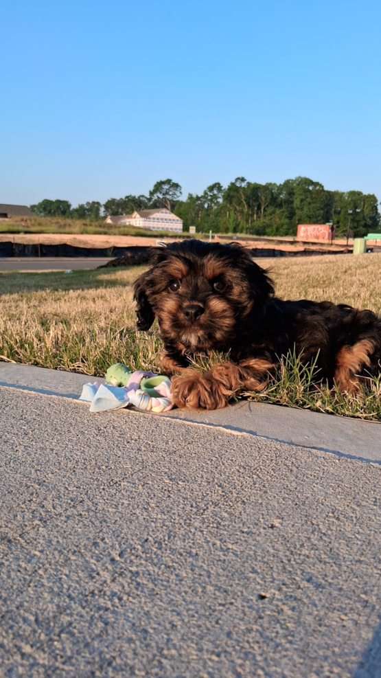 Finn