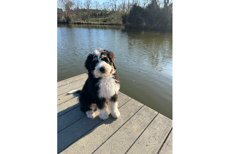Happy Mini Bernedoodle Baby
