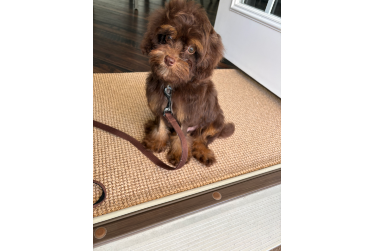 Best Cockapoo Baby