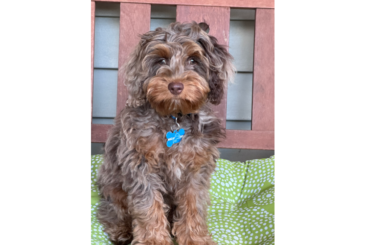 Cockapoo Puppy for Adoption