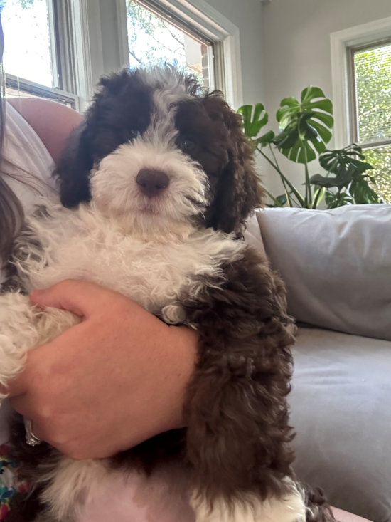 Mini Sheepadoodle