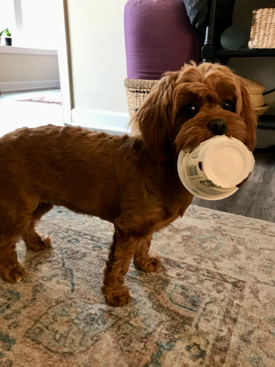 Tina is her nickname. Her full name is Aventina 