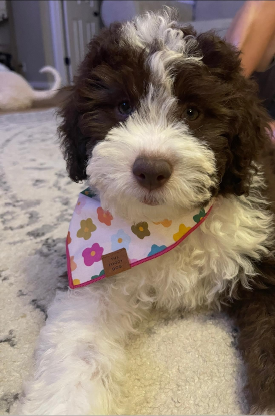 Mini Sheepadoodle