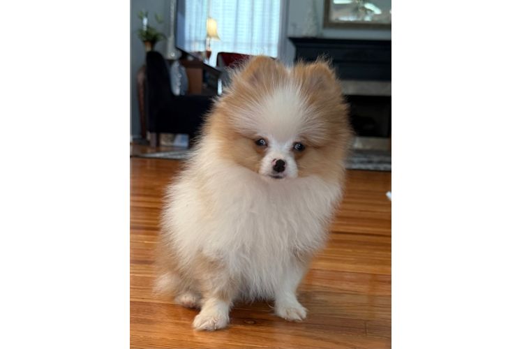 Best Pomeranian Baby