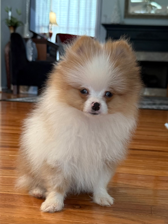 Pomeranian