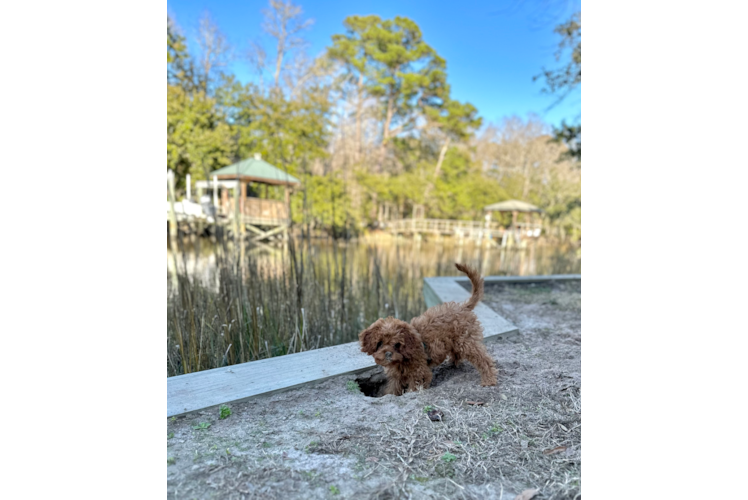 Best Cavapoo Baby