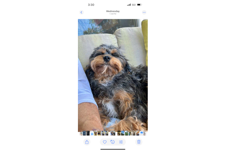 Cavapoo Puppy for Adoption