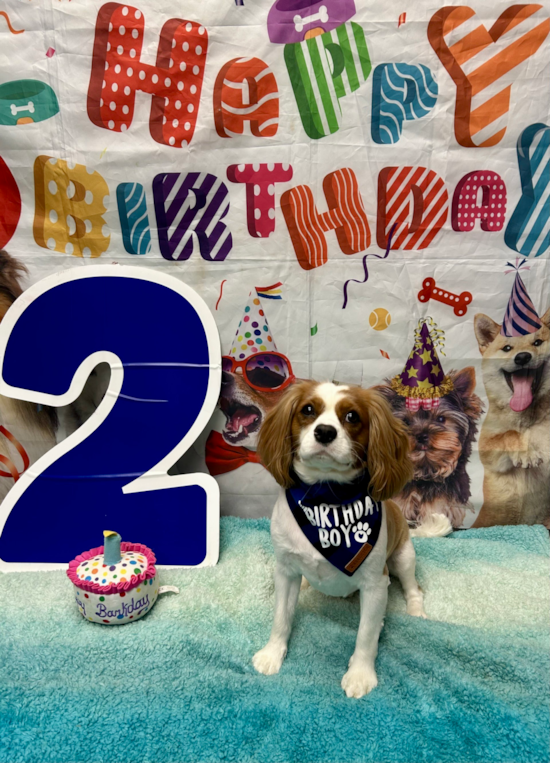 Cavalier King Charles Spaniel