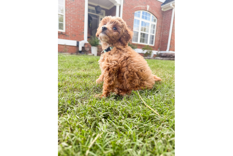 Best Cavapoo Baby