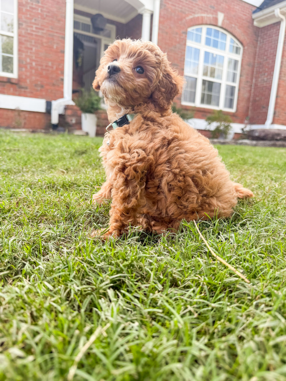 Cavapoo: Full Dog Breed Guide - Simply Southern Pups