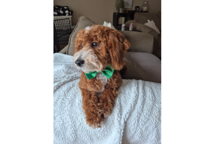 Poodle Pup Being Cute