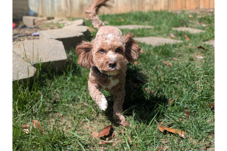 Cute Cavapoo Poodle Mix Pup