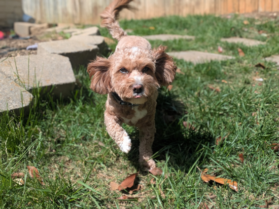 Piper