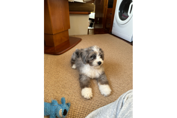 Mini Bernedoodle Pup Being Cute