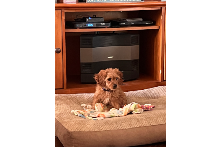 Cute Cavoodle Poodle Mix Puppy