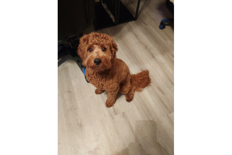 Mini Goldendoodle Pup Being Cute