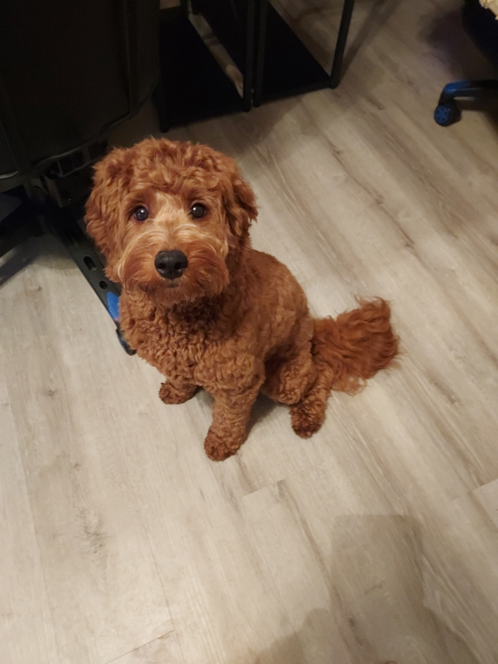 Mini Goldendoodle