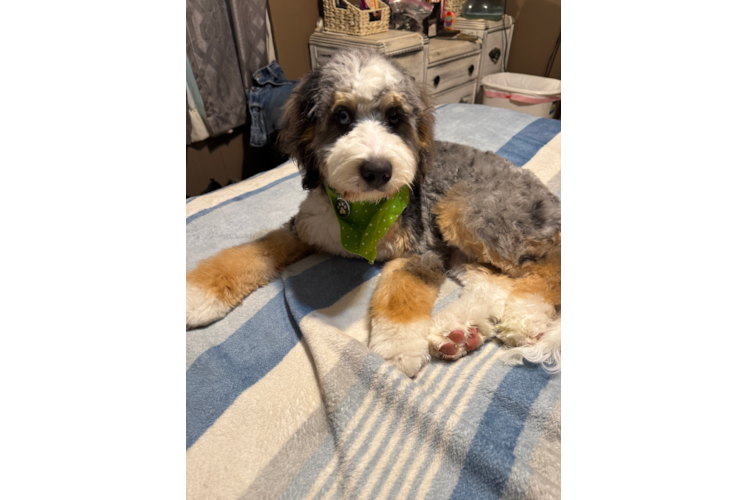 Cute Mini Berniedoodle Poodle Mix Puppy
