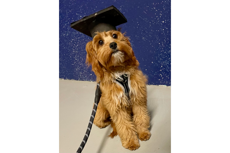 Cavapoo Puppy for Adoption