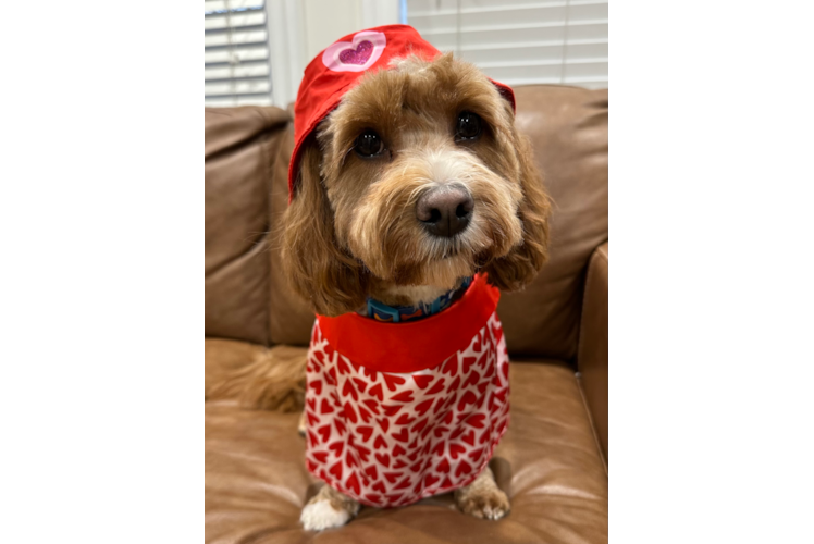 Cute Cavapoo Poodle Mix Pup