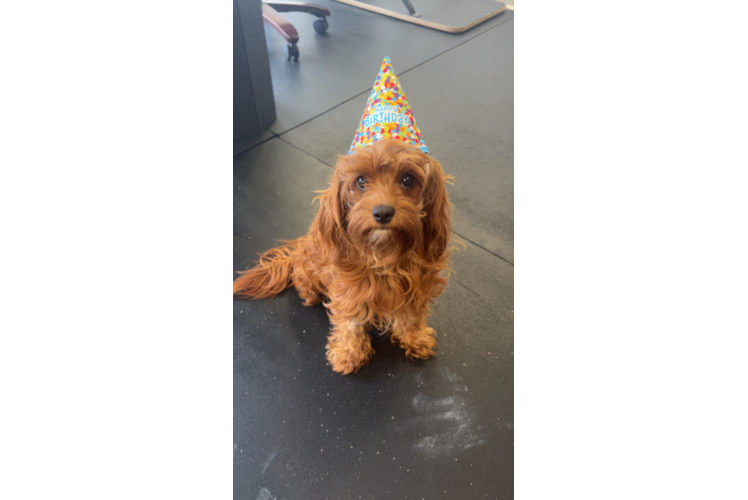 Cavapoo Pup Being Cute
