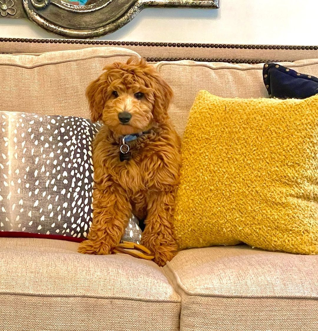 Mini Goldendoodle Puppy Photos and More Simply Southern Pups