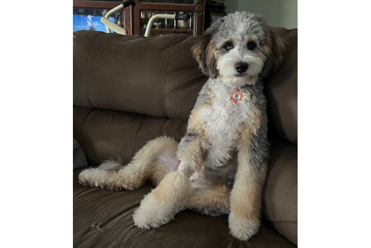 Mini Bernedoodle Puppy for Adoption