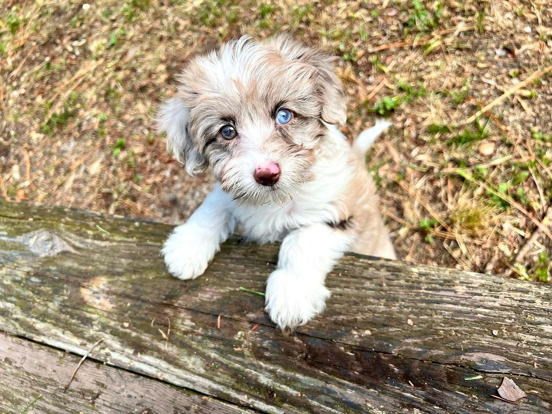 Mini Aussiedoodle Puppy Photos and More Simply Southern Pups