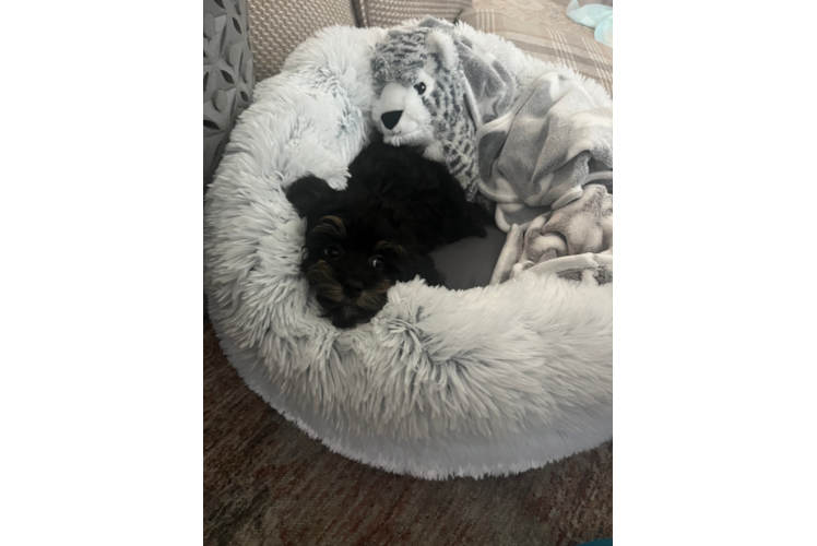 Petite Mini Aussiedoodle Poodle Mix Pup