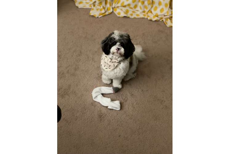 Cavapoo Pup Being Cute