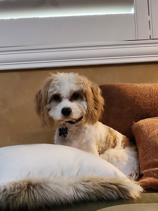 Cavachon