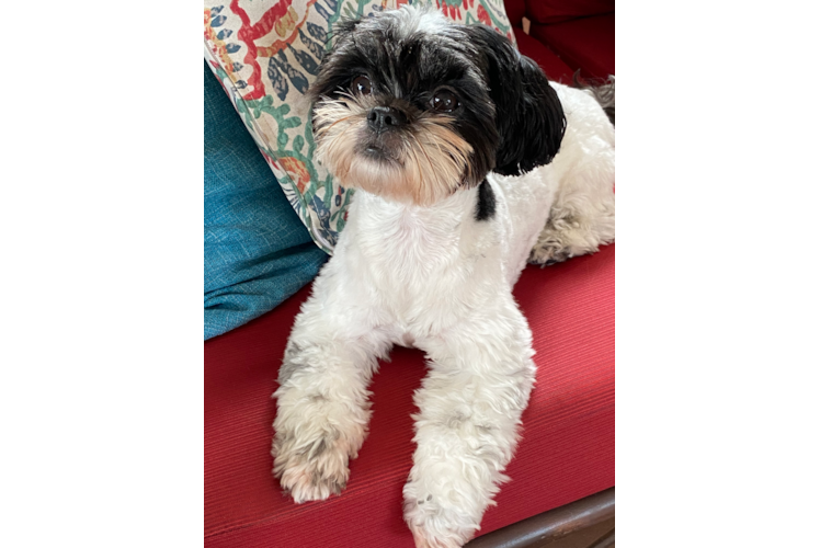Cute Shichon Designer Puppy