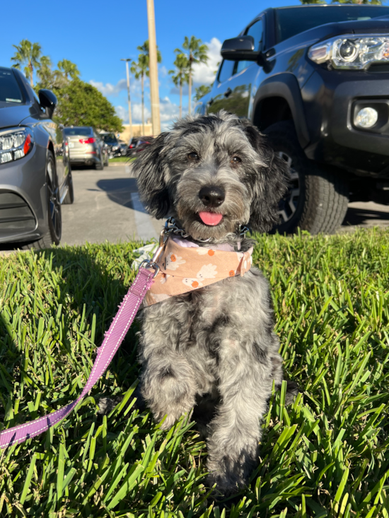 Mini Goldendoodle