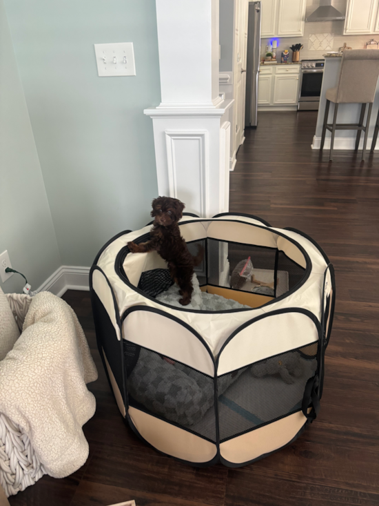Cockapoo