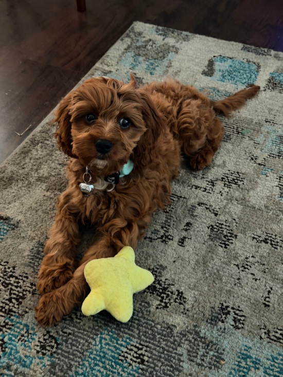 Cavapoo