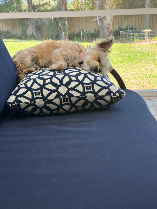 Morkie