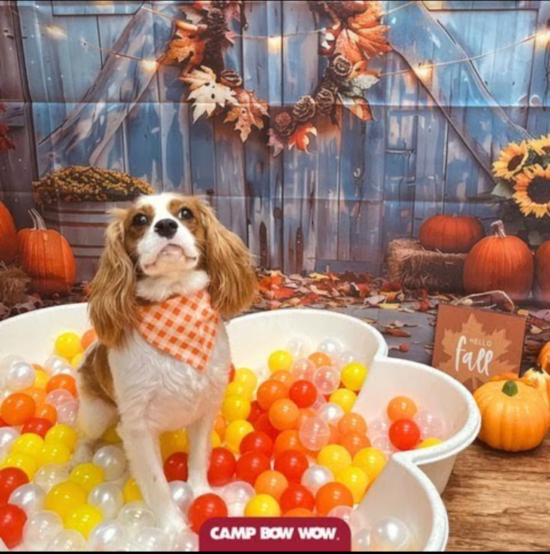 Cavalier King Charles Spaniel