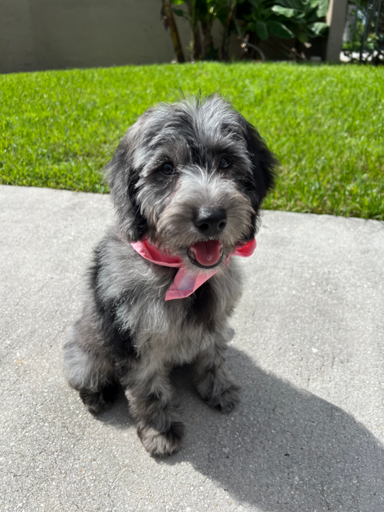 Mini Goldendoodle