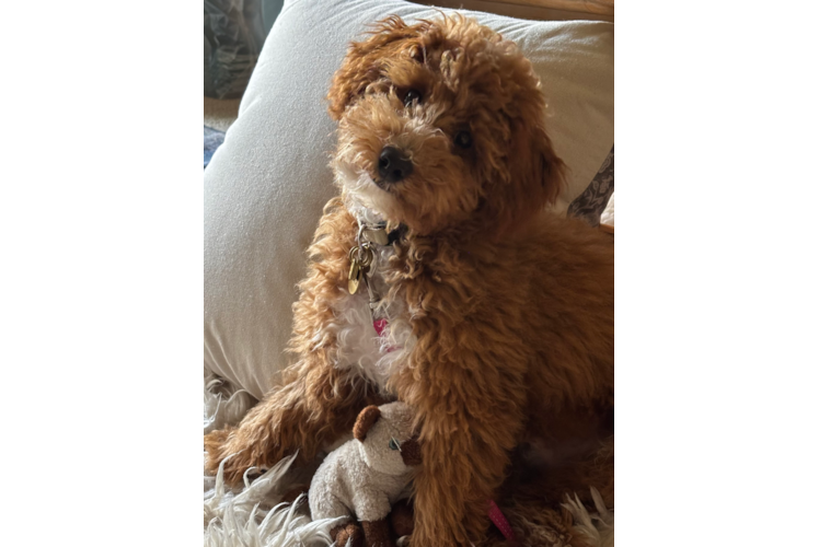 Cavapoo Pup Being Cute