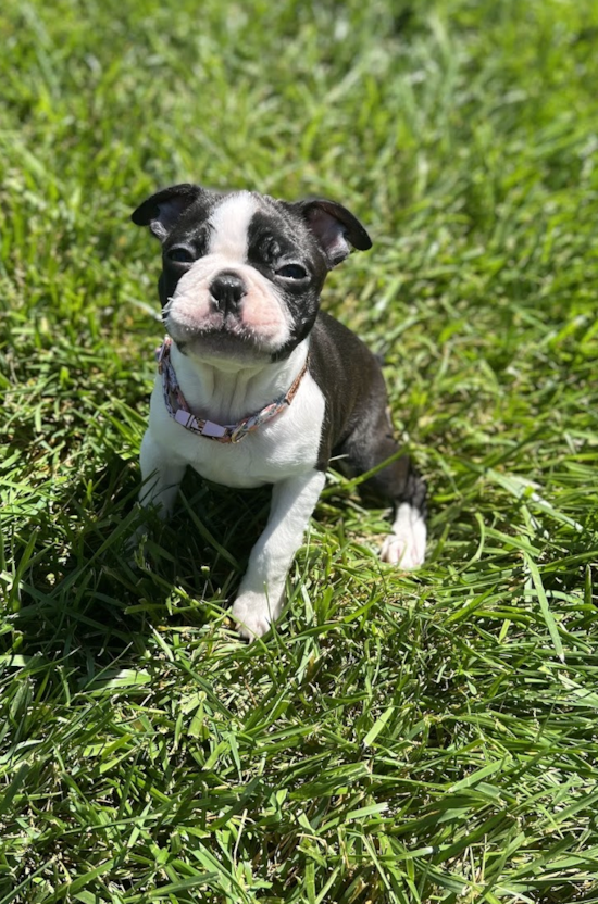 Boston Terrier