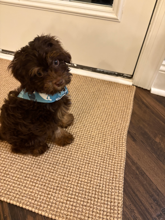 Cockapoo